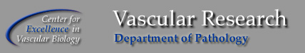 Vascular Research Division, Center for Excellence in Vascular Biology, BWH